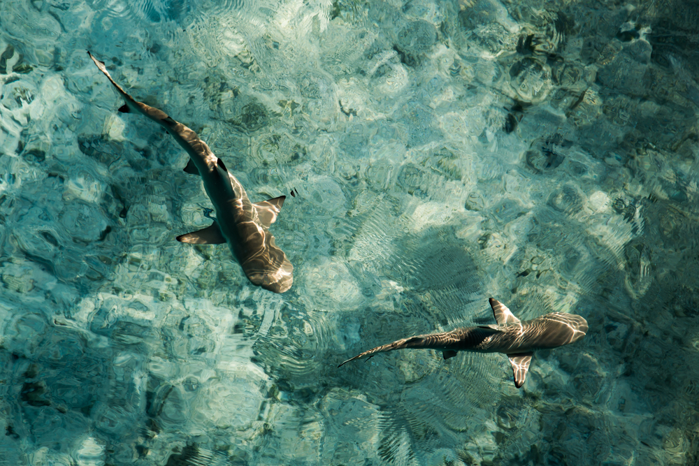 Baby shark